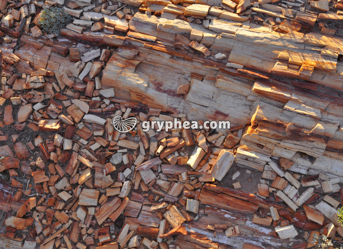 Tronc pétrifié - gryphea.com